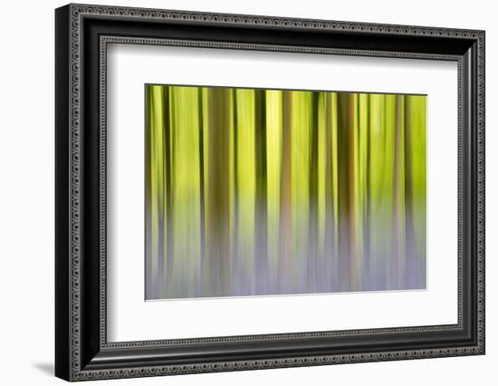 Abstract of Bluebells and beech trees, Wiltshire, UK-Ross Hoddinott-Framed Photographic Print