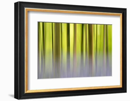 Abstract of Bluebells and beech trees, Wiltshire, UK-Ross Hoddinott-Framed Photographic Print