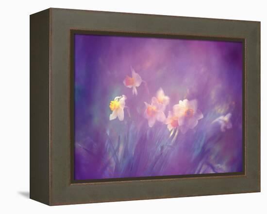 Abstract of Daffodils, New Brunswick, Canada-Charles R. Needle-Framed Premier Image Canvas