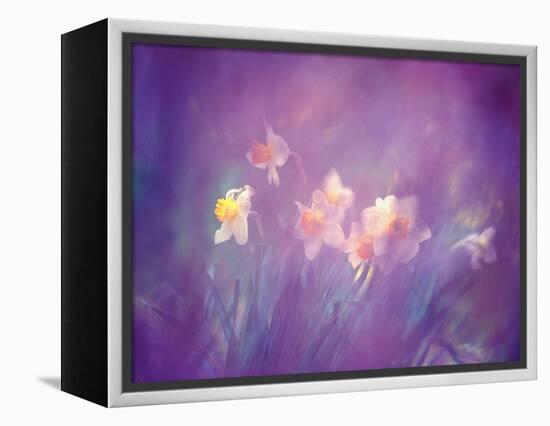 Abstract of Daffodils, New Brunswick, Canada-Charles R. Needle-Framed Premier Image Canvas