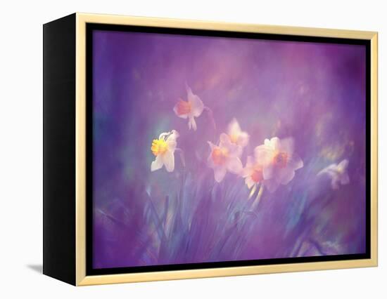 Abstract of Daffodils, New Brunswick, Canada-Charles R. Needle-Framed Premier Image Canvas