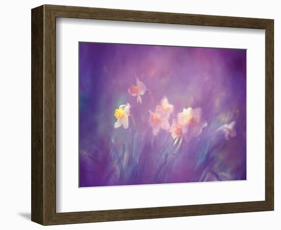 Abstract of Daffodils, New Brunswick, Canada-Charles R. Needle-Framed Photographic Print