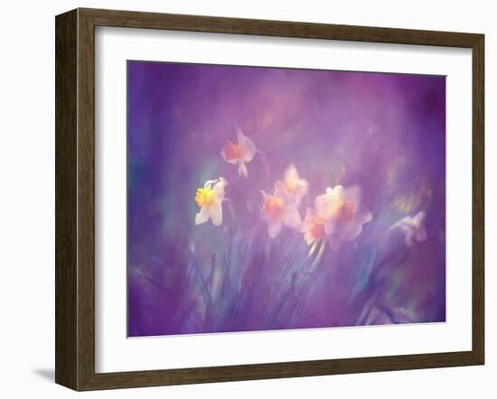 Abstract of Daffodils, New Brunswick, Canada-Charles R. Needle-Framed Photographic Print