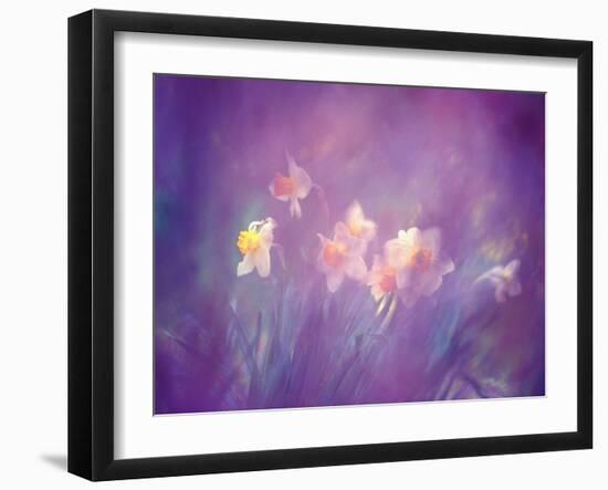 Abstract of Daffodils, New Brunswick, Canada-Charles R. Needle-Framed Photographic Print