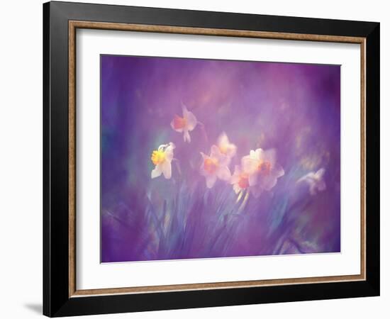 Abstract of Daffodils, New Brunswick, Canada-Charles R. Needle-Framed Photographic Print