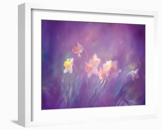 Abstract of Daffodils, New Brunswick, Canada-Charles R. Needle-Framed Photographic Print