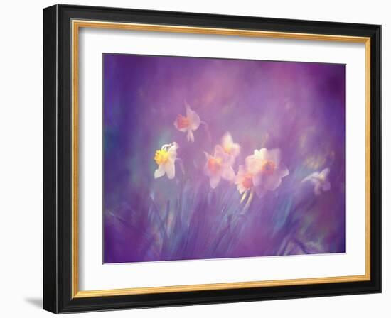 Abstract of Daffodils, New Brunswick, Canada-Charles R. Needle-Framed Photographic Print
