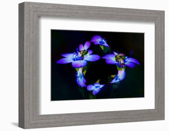 Abstract of Davy Gilia flowers, Antelope Valley California Poppy Preserve, Lancaster, California-Adam Jones-Framed Photographic Print