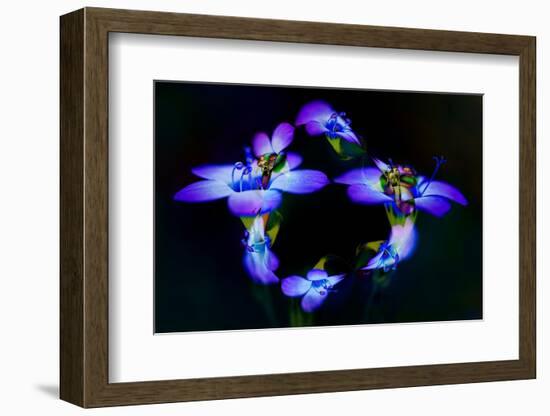 Abstract of Davy Gilia flowers, Antelope Valley California Poppy Preserve, Lancaster, California-Adam Jones-Framed Photographic Print