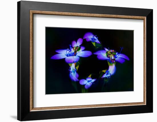 Abstract of Davy Gilia flowers, Antelope Valley California Poppy Preserve, Lancaster, California-Adam Jones-Framed Photographic Print