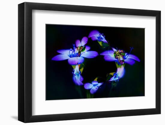 Abstract of Davy Gilia flowers, Antelope Valley California Poppy Preserve, Lancaster, California-Adam Jones-Framed Photographic Print