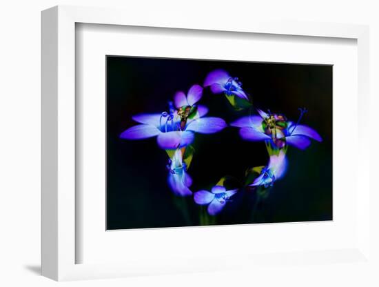 Abstract of Davy Gilia flowers, Antelope Valley California Poppy Preserve, Lancaster, California-Adam Jones-Framed Photographic Print