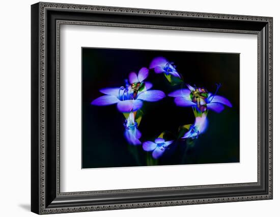 Abstract of Davy Gilia flowers, Antelope Valley California Poppy Preserve, Lancaster, California-Adam Jones-Framed Photographic Print