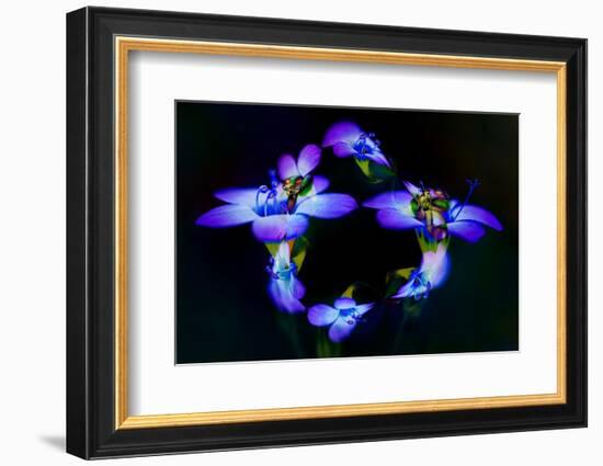 Abstract of Davy Gilia flowers, Antelope Valley California Poppy Preserve, Lancaster, California-Adam Jones-Framed Photographic Print