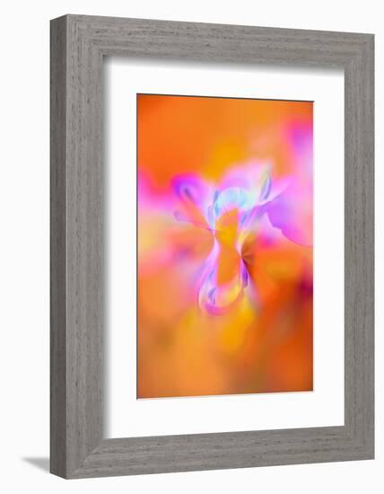 Abstract of Davy Gilia flowers, Antelope Valley California Poppy Preserve, Lancaster, California-Adam Jones-Framed Photographic Print