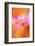 Abstract of Davy Gilia flowers, Antelope Valley California Poppy Preserve, Lancaster, California-Adam Jones-Framed Photographic Print