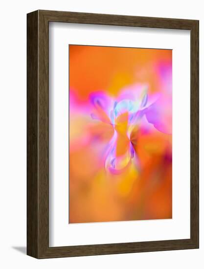 Abstract of Davy Gilia flowers, Antelope Valley California Poppy Preserve, Lancaster, California-Adam Jones-Framed Photographic Print