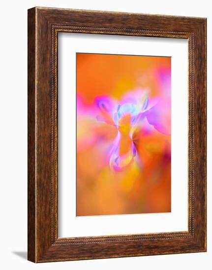 Abstract of Davy Gilia flowers, Antelope Valley California Poppy Preserve, Lancaster, California-Adam Jones-Framed Photographic Print