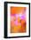 Abstract of Davy Gilia flowers, Antelope Valley California Poppy Preserve, Lancaster, California-Adam Jones-Framed Photographic Print