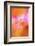 Abstract of Davy Gilia flowers, Antelope Valley California Poppy Preserve, Lancaster, California-Adam Jones-Framed Photographic Print