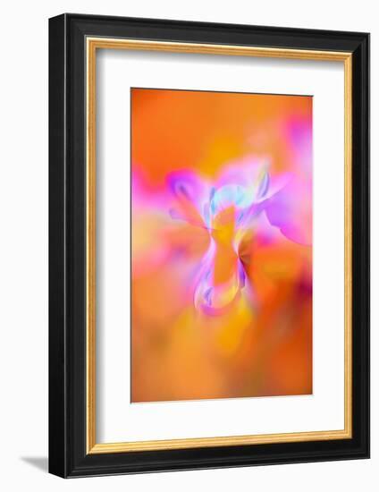 Abstract of Davy Gilia flowers, Antelope Valley California Poppy Preserve, Lancaster, California-Adam Jones-Framed Photographic Print