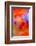 Abstract of Davy Gilia flowers, Antelope Valley California Poppy Preserve, Lancaster, California-Adam Jones-Framed Photographic Print