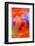 Abstract of Davy Gilia flowers, Antelope Valley California Poppy Preserve, Lancaster, California-Adam Jones-Framed Photographic Print