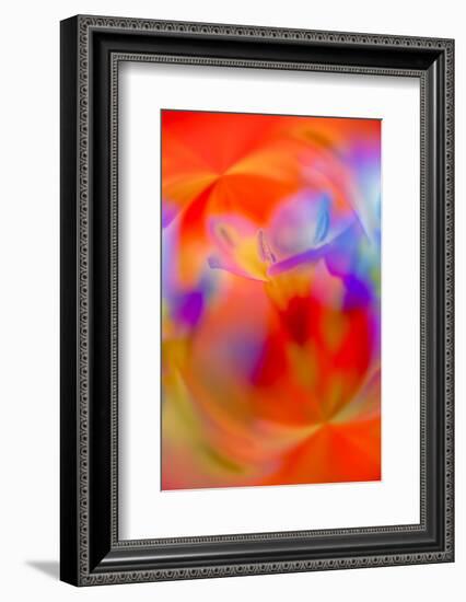 Abstract of Davy Gilia flowers, Antelope Valley California Poppy Preserve, Lancaster, California-Adam Jones-Framed Photographic Print