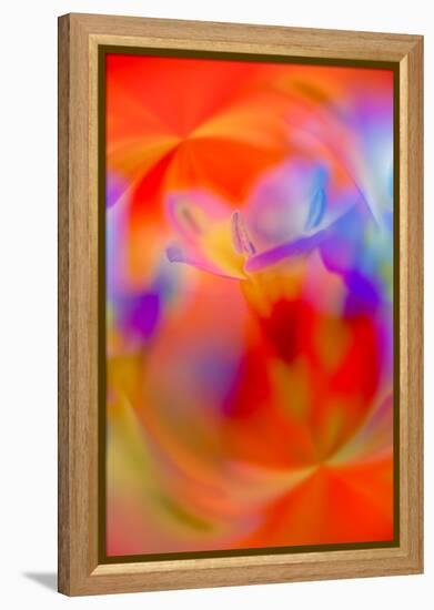 Abstract of Davy Gilia flowers, Antelope Valley California Poppy Preserve, Lancaster, California-Adam Jones-Framed Premier Image Canvas