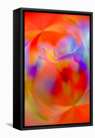 Abstract of Davy Gilia flowers, Antelope Valley California Poppy Preserve, Lancaster, California-Adam Jones-Framed Premier Image Canvas