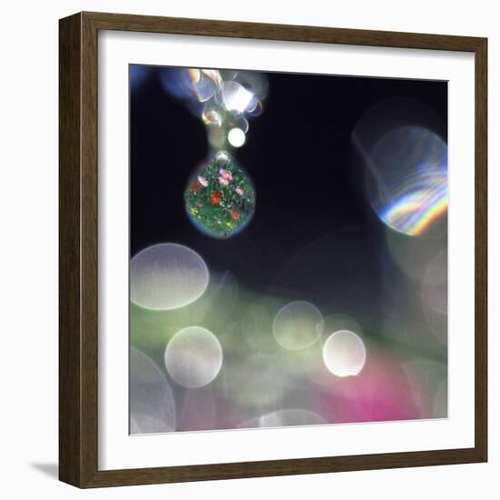 Abstract of Dew Drops on Flowers-Steve Satushek-Framed Photographic Print