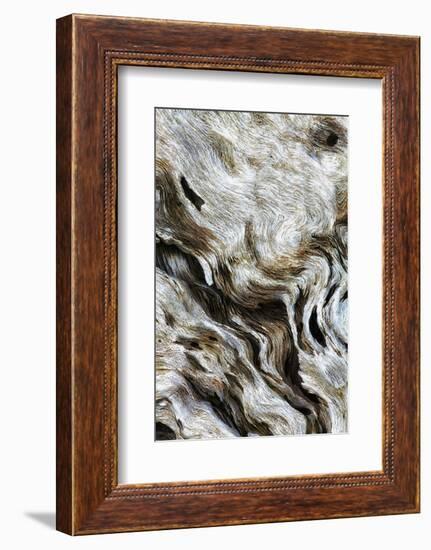 Abstract of Driftwood on the Beach, Jekyll Island, Georgia, USA-Joanne Wells-Framed Photographic Print