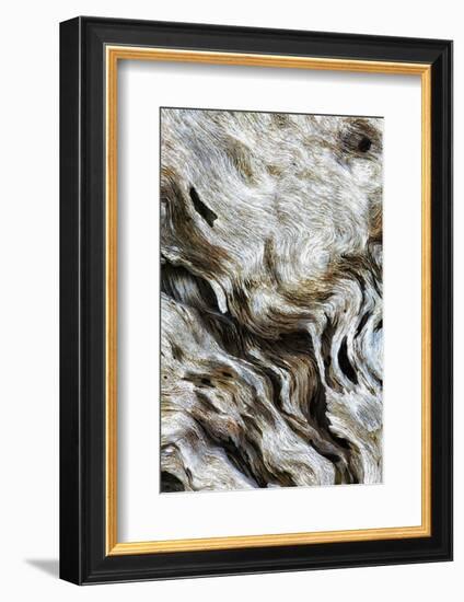 Abstract of Driftwood on the Beach, Jekyll Island, Georgia, USA-Joanne Wells-Framed Photographic Print