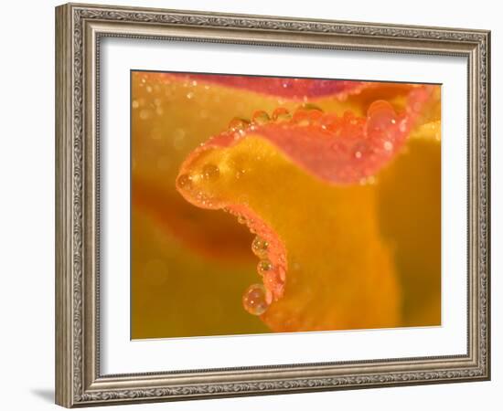 Abstract of Flower Petal in Rain-Nancy Rotenberg-Framed Photographic Print