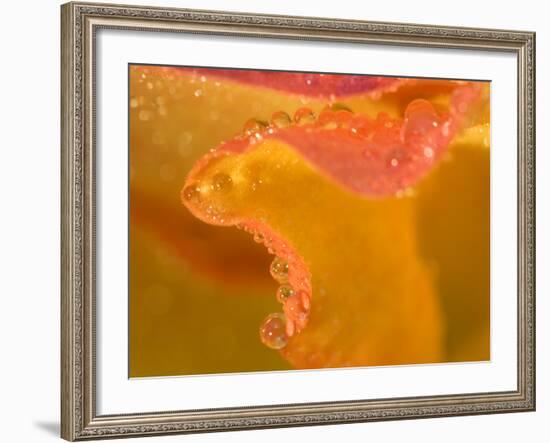 Abstract of Flower Petal in Rain-Nancy Rotenberg-Framed Photographic Print