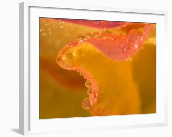Abstract of Flower Petal in Rain-Nancy Rotenberg-Framed Photographic Print