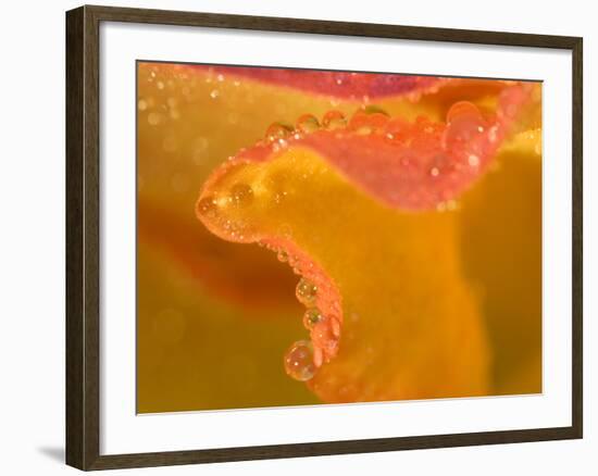 Abstract of Flower Petal in Rain-Nancy Rotenberg-Framed Photographic Print