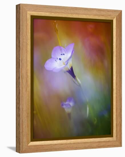 Abstract of Gilia Wildflowers, California, USA-Ellen Anon-Framed Premier Image Canvas