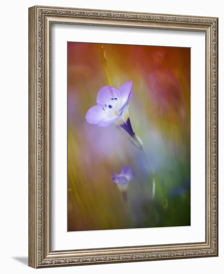 Abstract of Gilia Wildflowers, California, USA-Ellen Anon-Framed Photographic Print