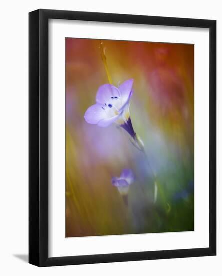 Abstract of Gilia Wildflowers, California, USA-Ellen Anon-Framed Photographic Print