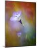 Abstract of Gilia Wildflowers, California, USA-Ellen Anon-Mounted Photographic Print