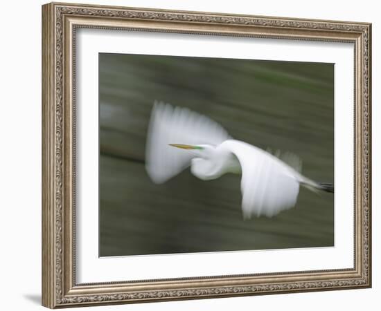 Abstract of Great Egret in Flight, Lake Martin, Louisiana, USA-Arthur Morris-Framed Photographic Print