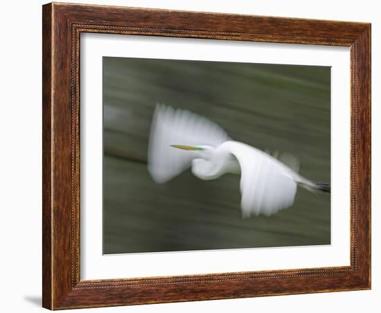 Abstract of Great Egret in Flight, Lake Martin, Louisiana, USA-Arthur Morris-Framed Photographic Print