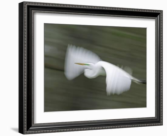 Abstract of Great Egret in Flight, Lake Martin, Louisiana, USA-Arthur Morris-Framed Photographic Print