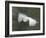 Abstract of Great Egret in Flight, Lake Martin, Louisiana, USA-Arthur Morris-Framed Photographic Print