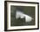 Abstract of Great Egret in Flight, Lake Martin, Louisiana, USA-Arthur Morris-Framed Photographic Print