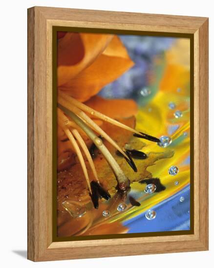 Abstract of Lily Stamens in Reflection-Nancy Rotenberg-Framed Premier Image Canvas