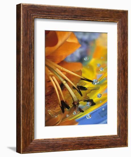 Abstract of Lily Stamens in Reflection-Nancy Rotenberg-Framed Photographic Print