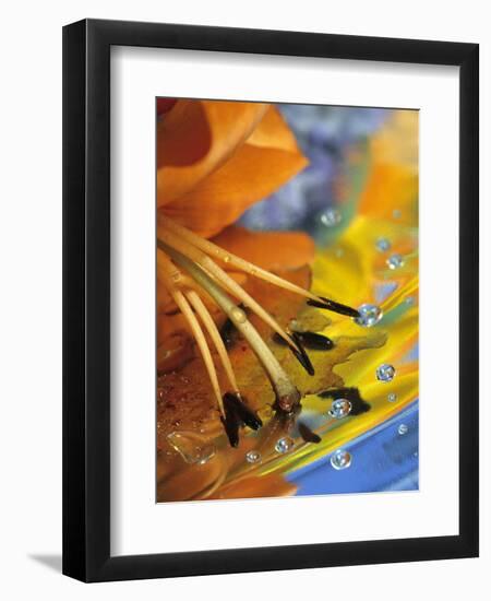 Abstract of Lily Stamens in Reflection-Nancy Rotenberg-Framed Photographic Print