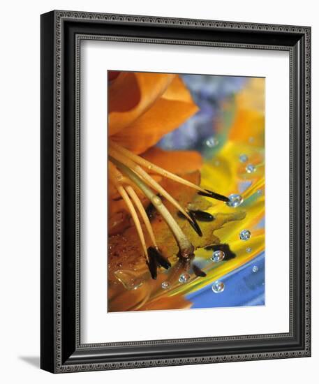 Abstract of Lily Stamens in Reflection-Nancy Rotenberg-Framed Photographic Print